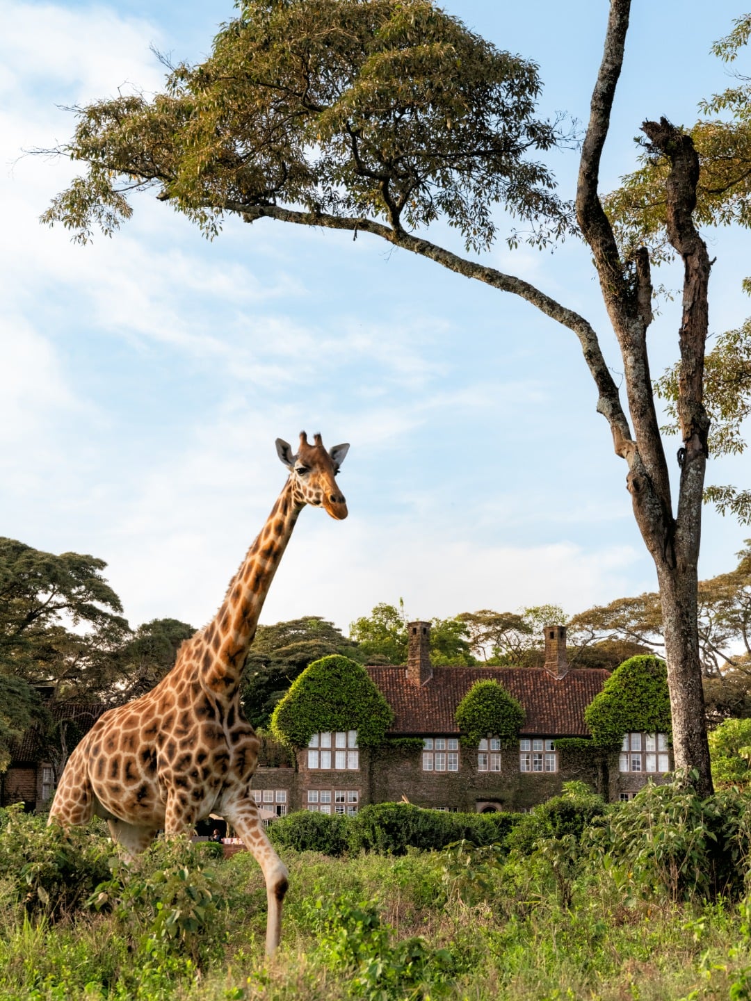 Giraffe Manoe