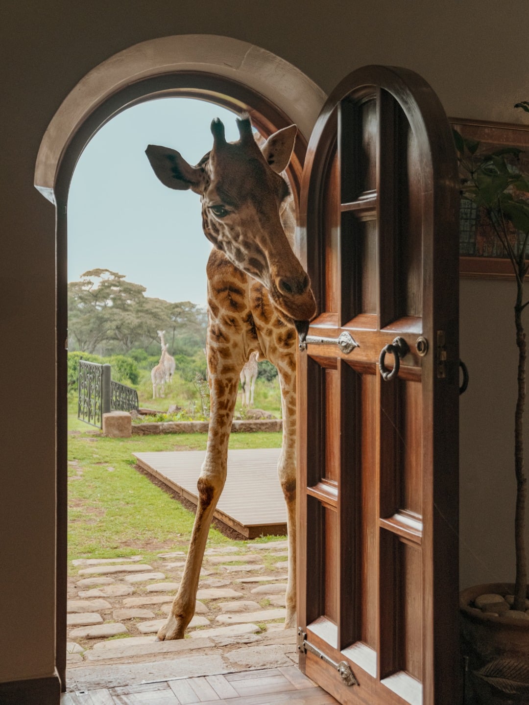 Giraffe Manor