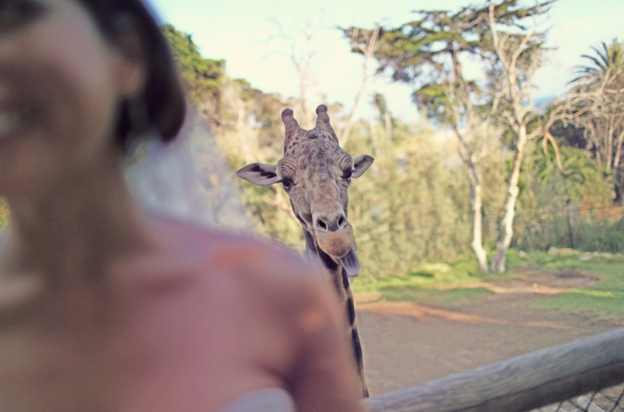 Zoo Wedding | Cup of Jo