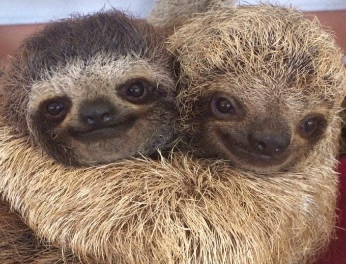 https://cupofjo.com/wp-content/uploads/2019/03/Sloths-680x518.jpg