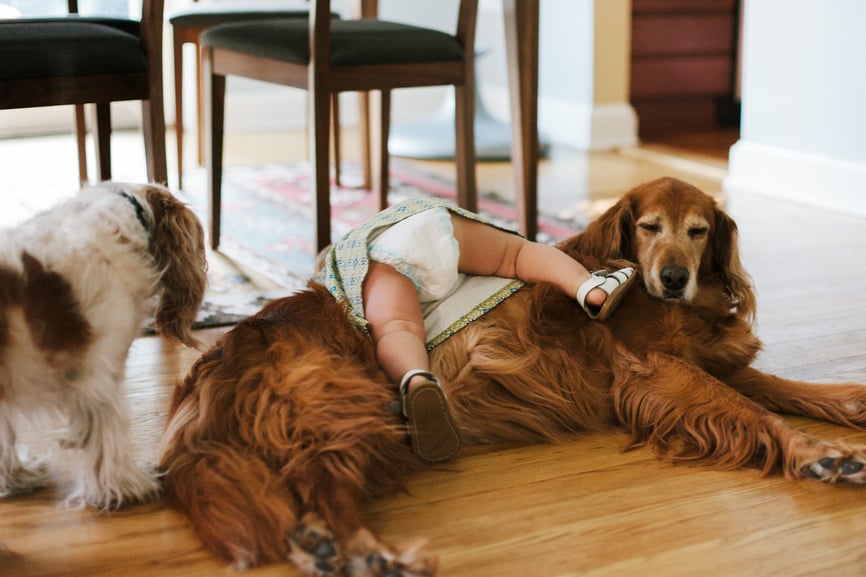 dog and baby