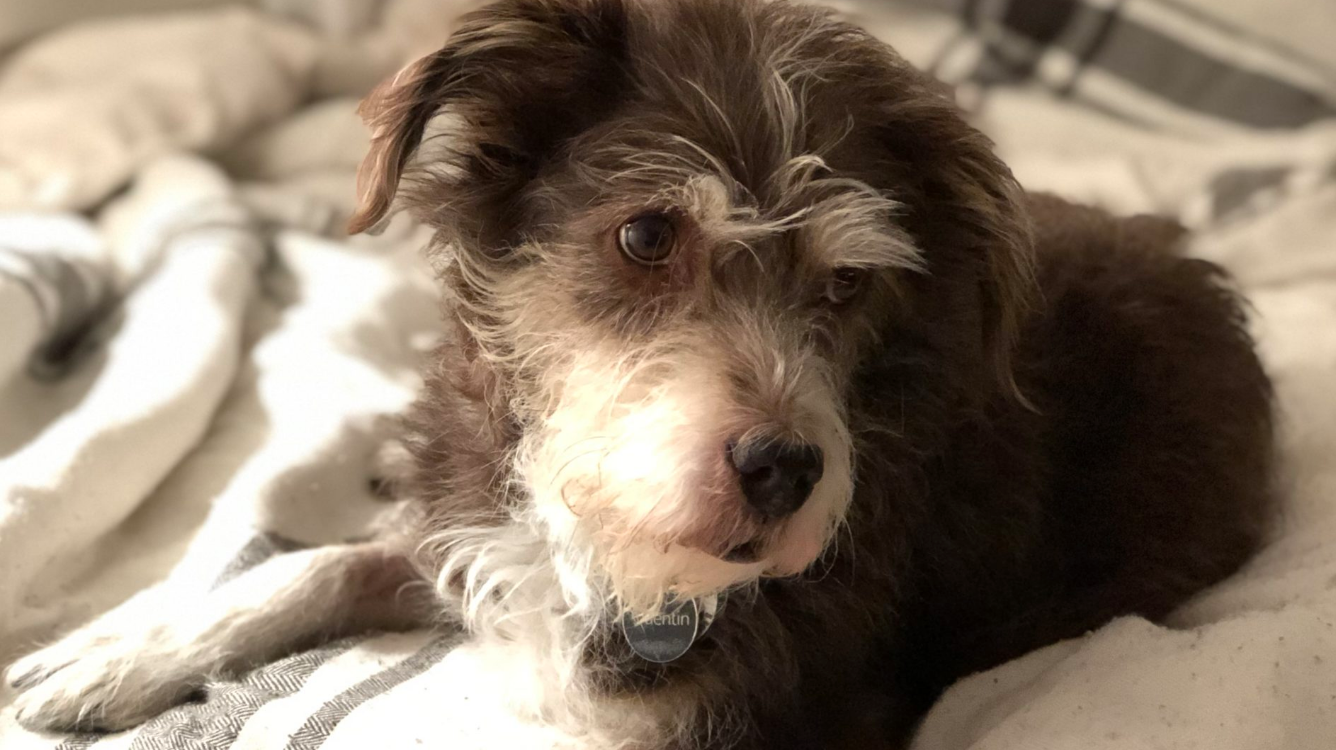 Why You Should Rescue a Dog