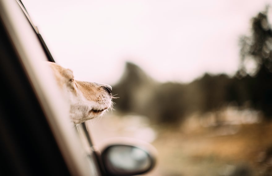 dog out a car window