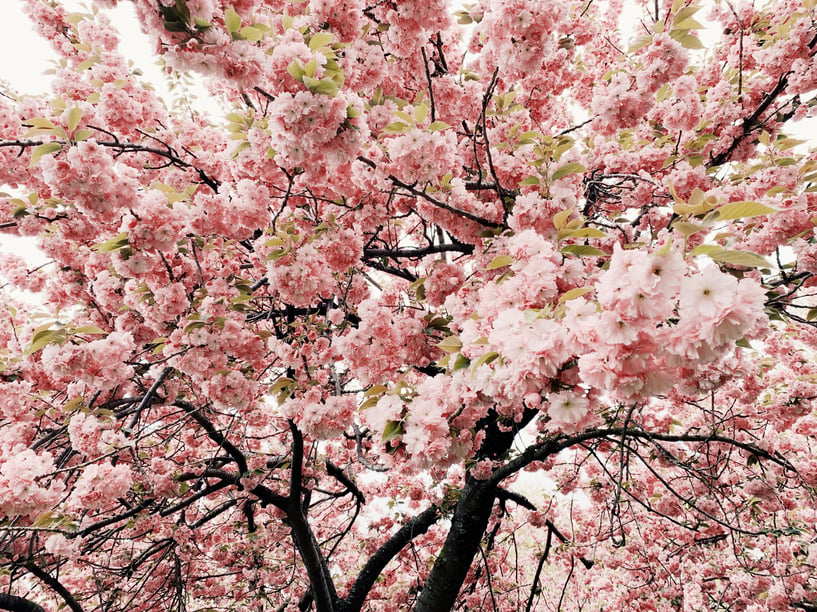 magnolia tree