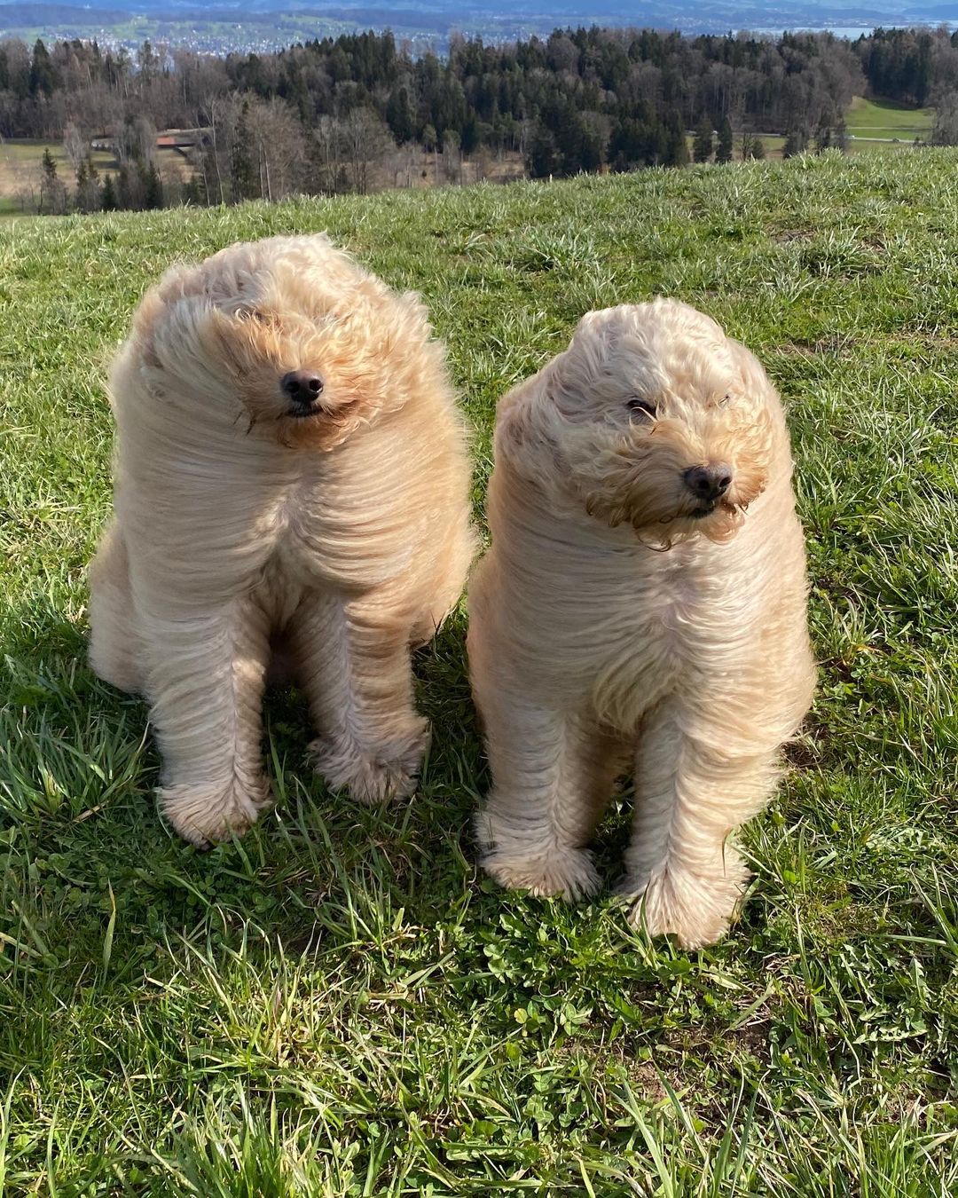 are bananas good for the komondor