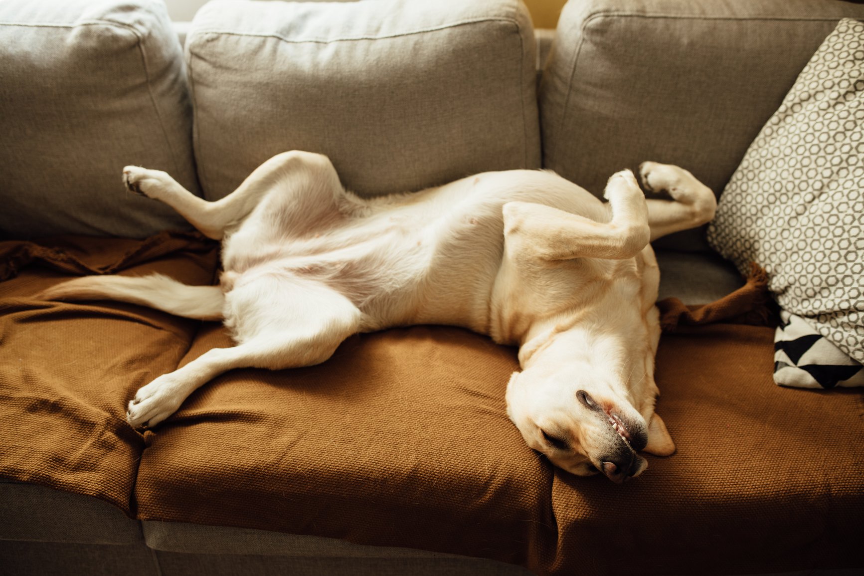 dog on sofa