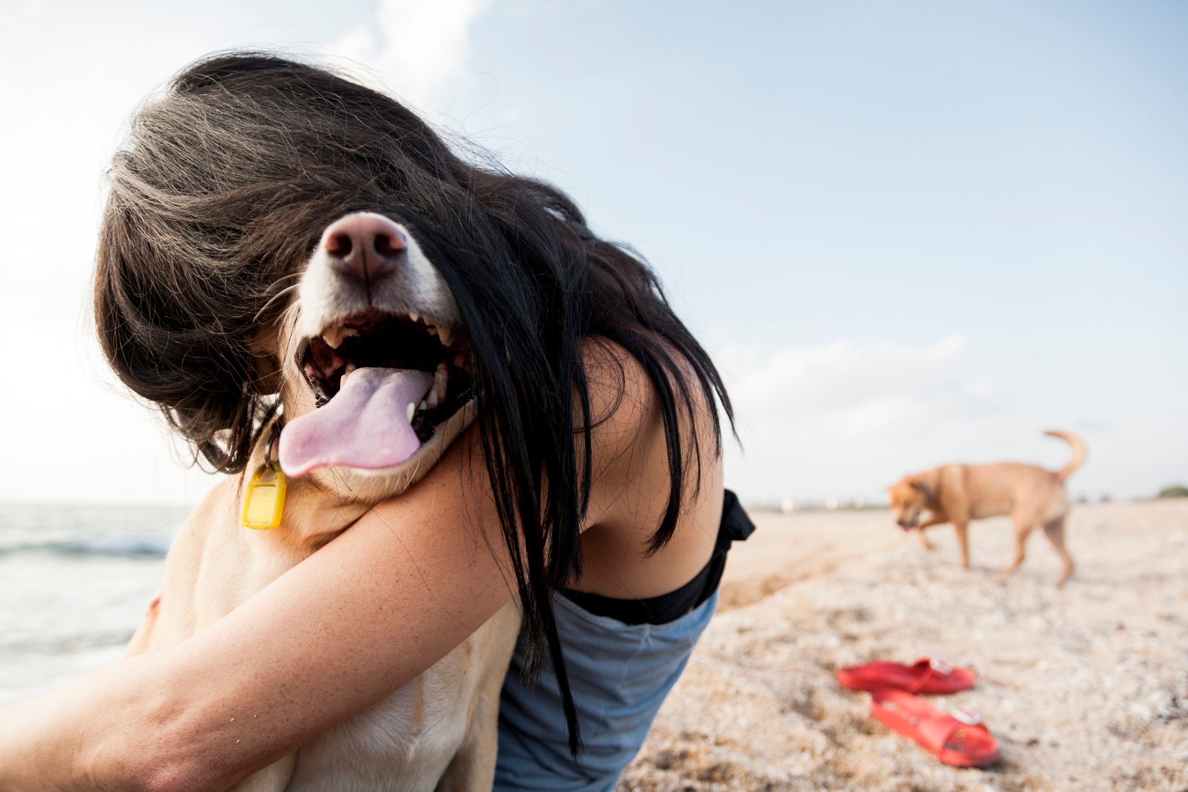 dog beach