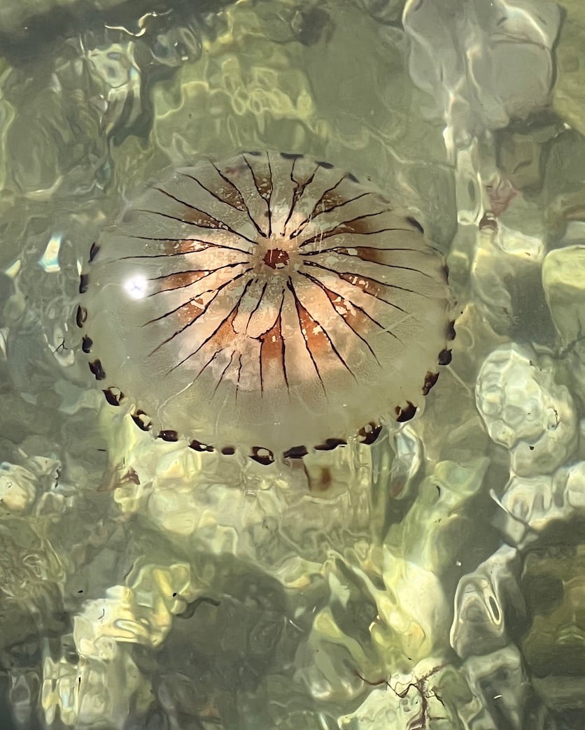 cornwall jellyfish