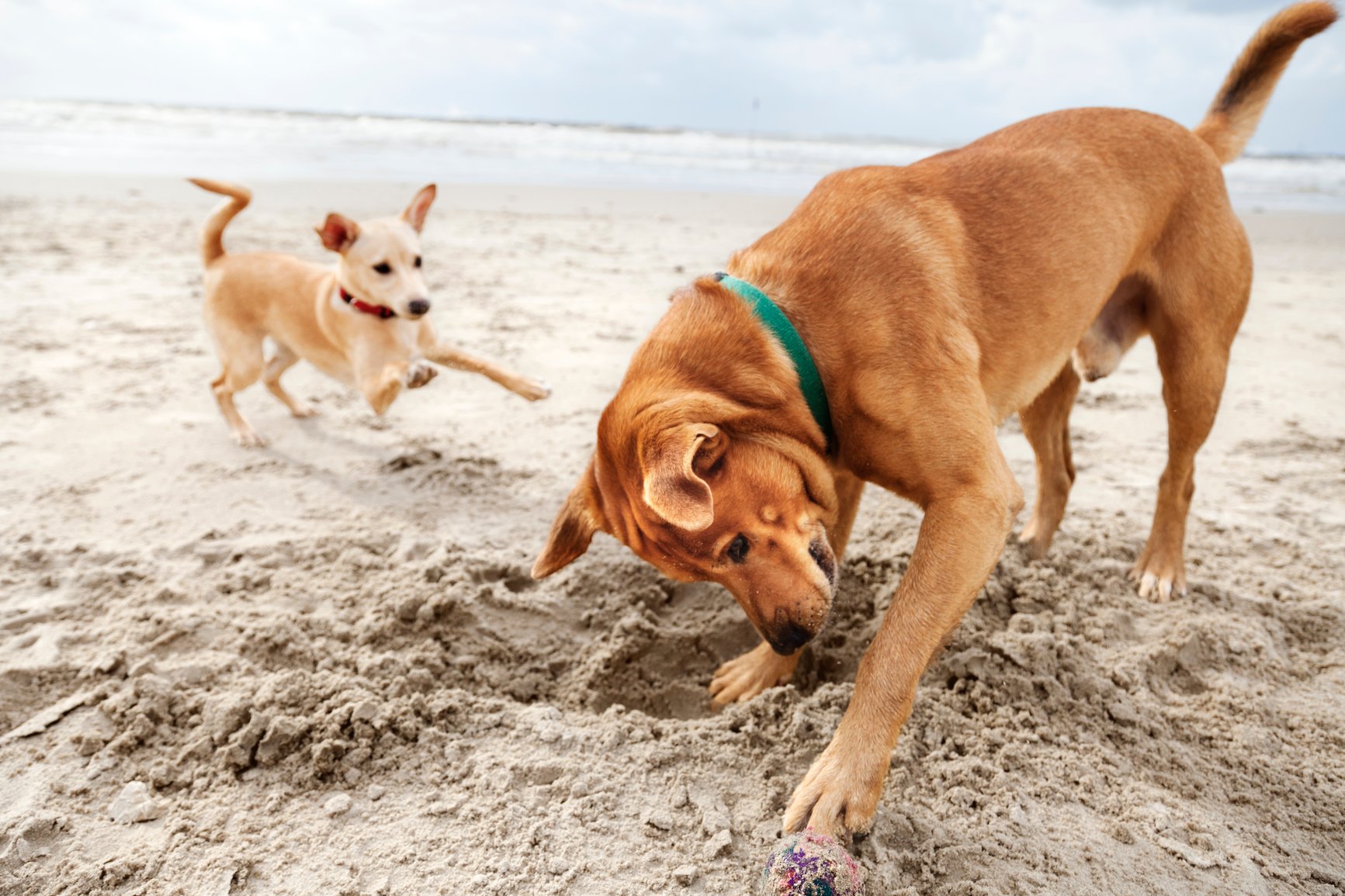 two dogs at the beach