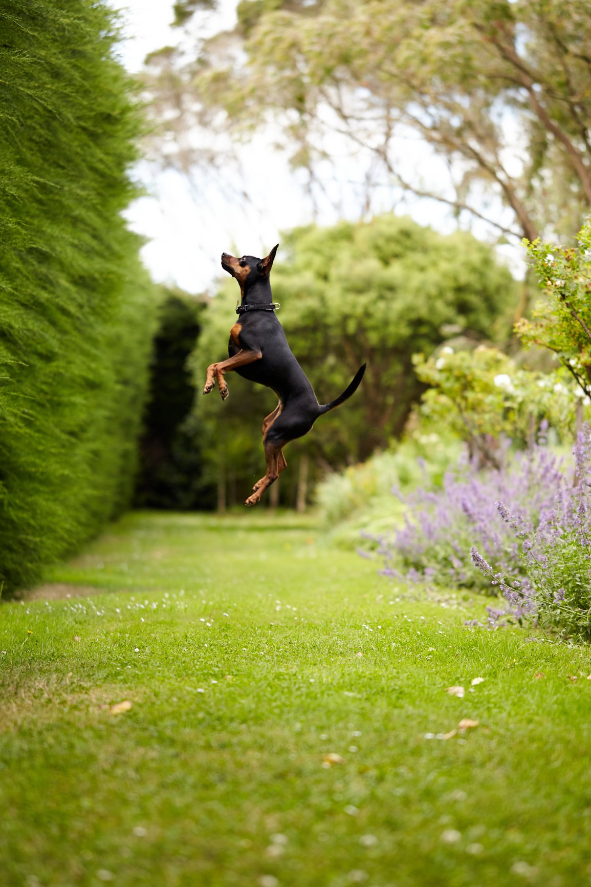 dog jumping