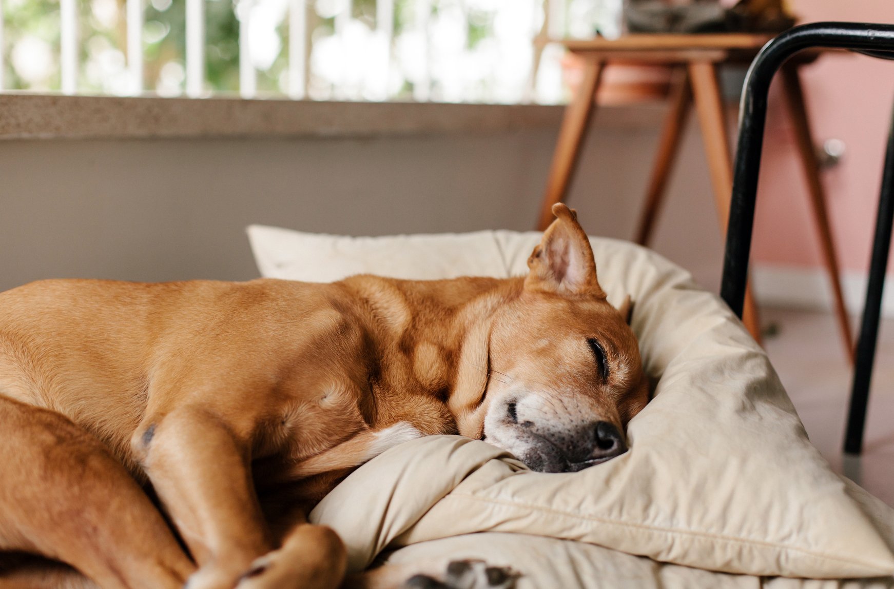 dog sleeping