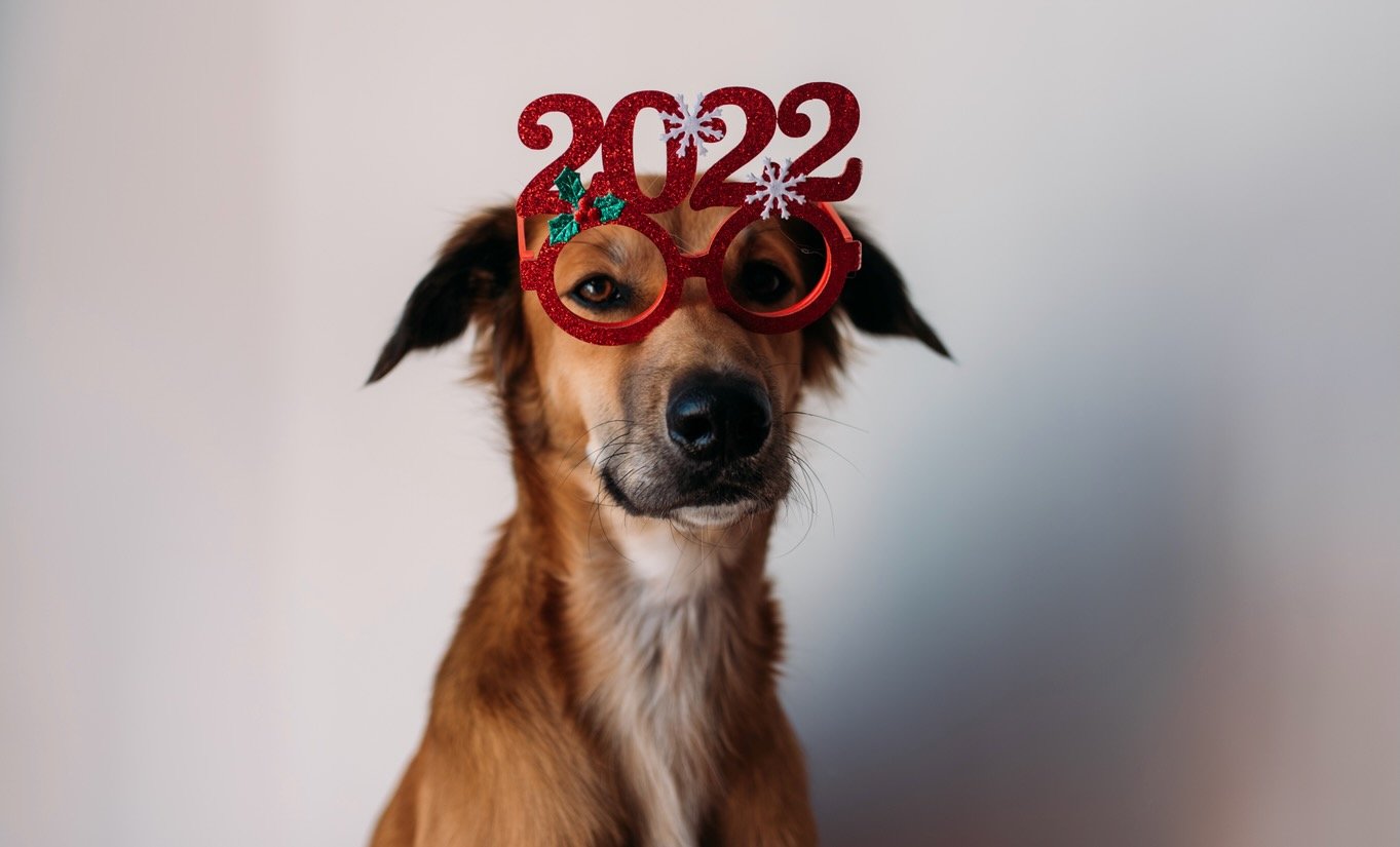 https://cupofjo.com/wp-content/uploads/2022/12/christmas-dog.jpeg