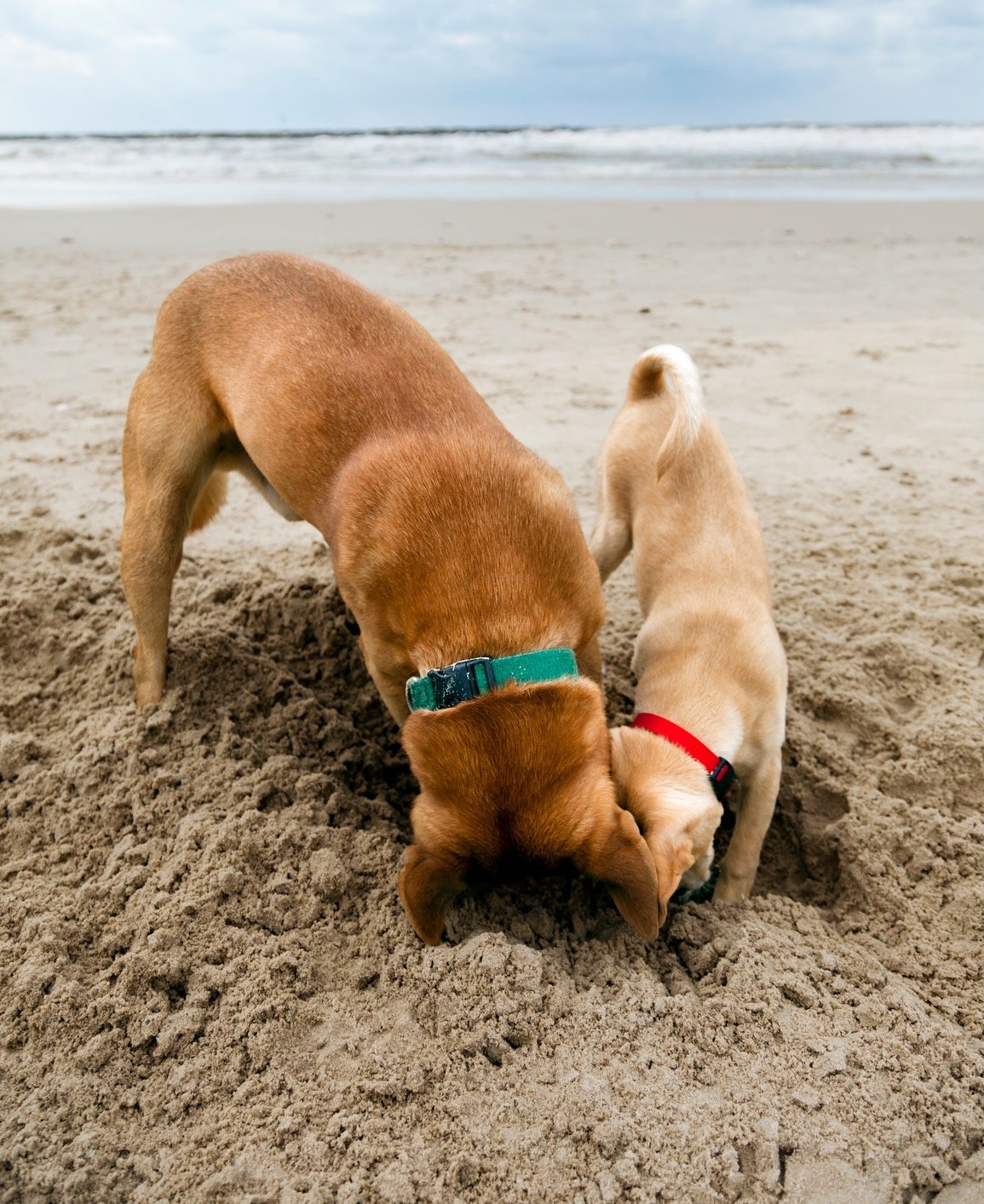 dogs digging on the beach