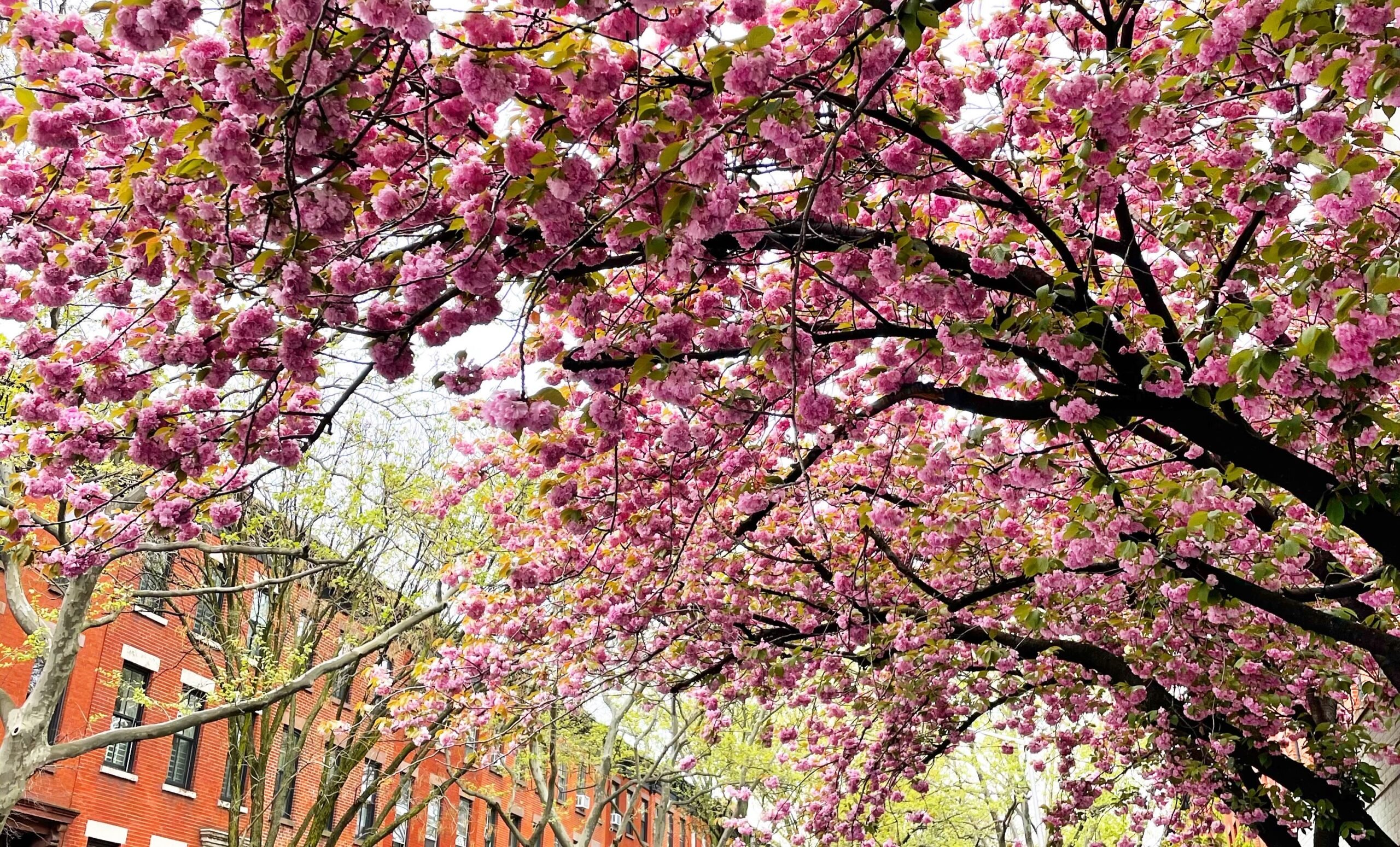 Under the Cherry Blossoms - Krystin Lee