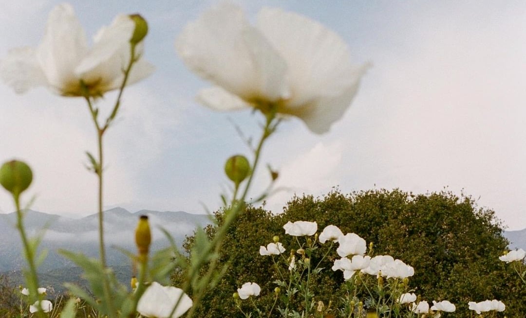 Grow bags for tomatoes? Nope.  Serendipity: Life is a Garden