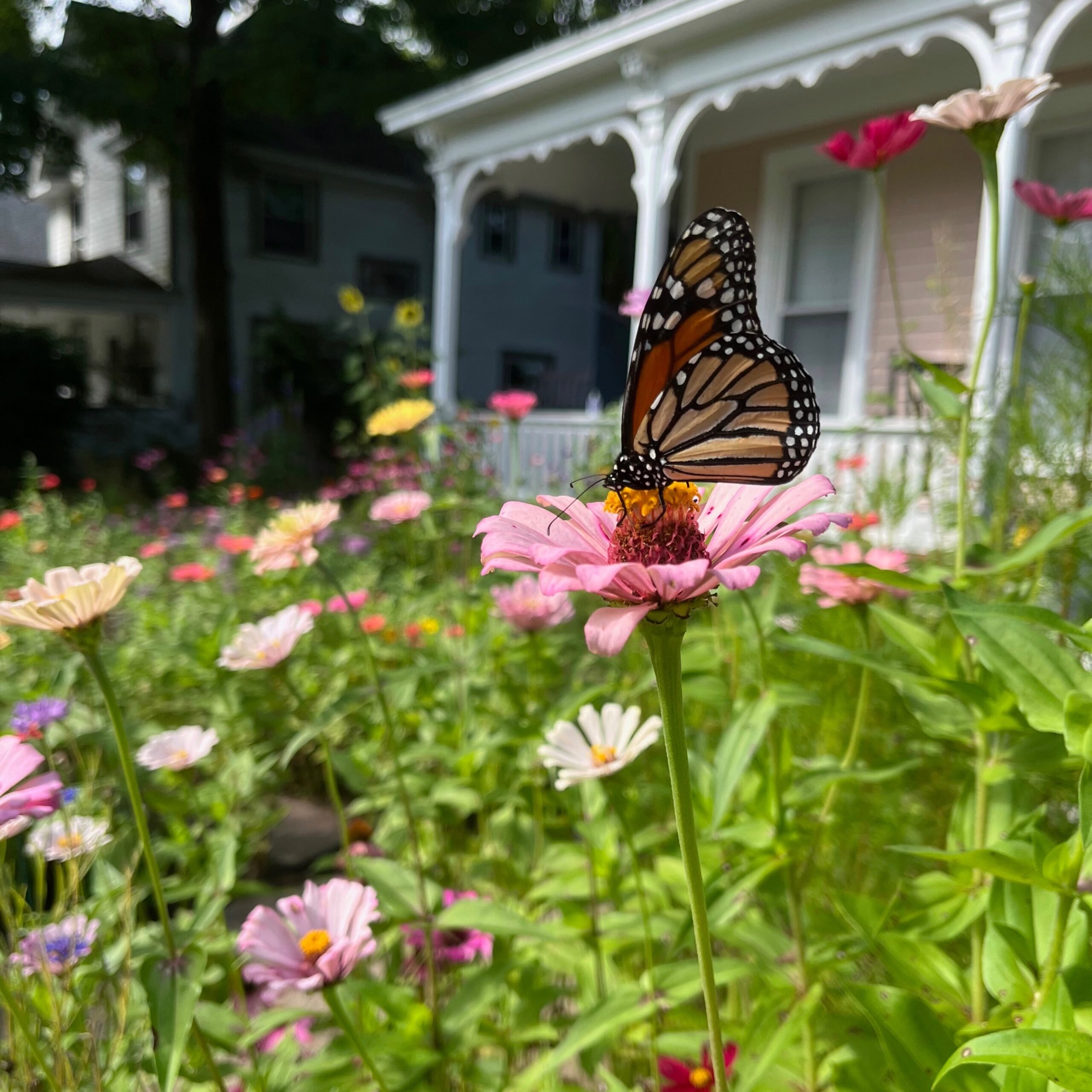 Cup of Jo Reader's Gardens