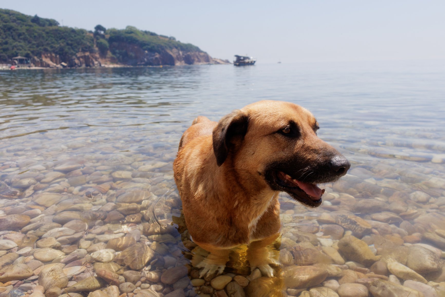 lake dog
