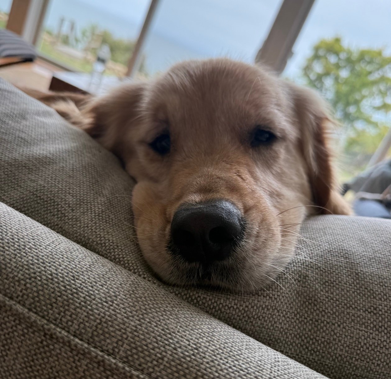 dog