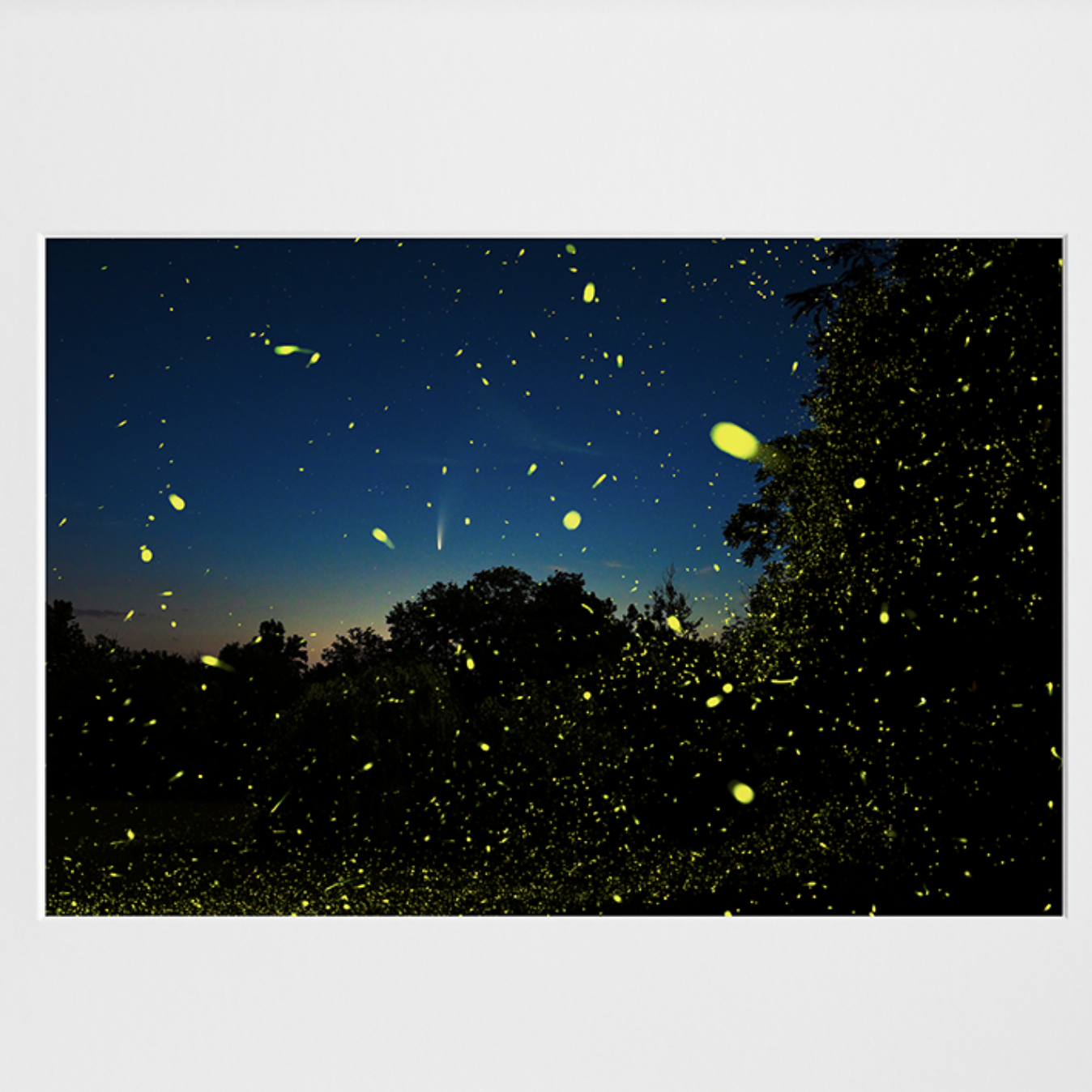 fireflies photo artwork