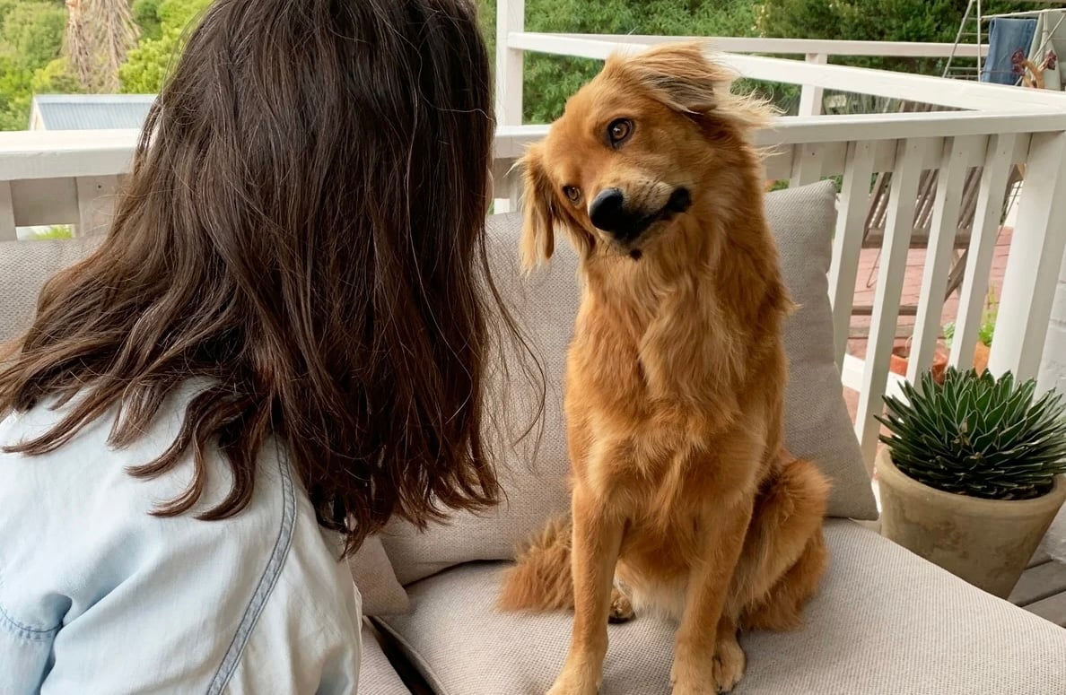 Hoe heten uw huisdieren?