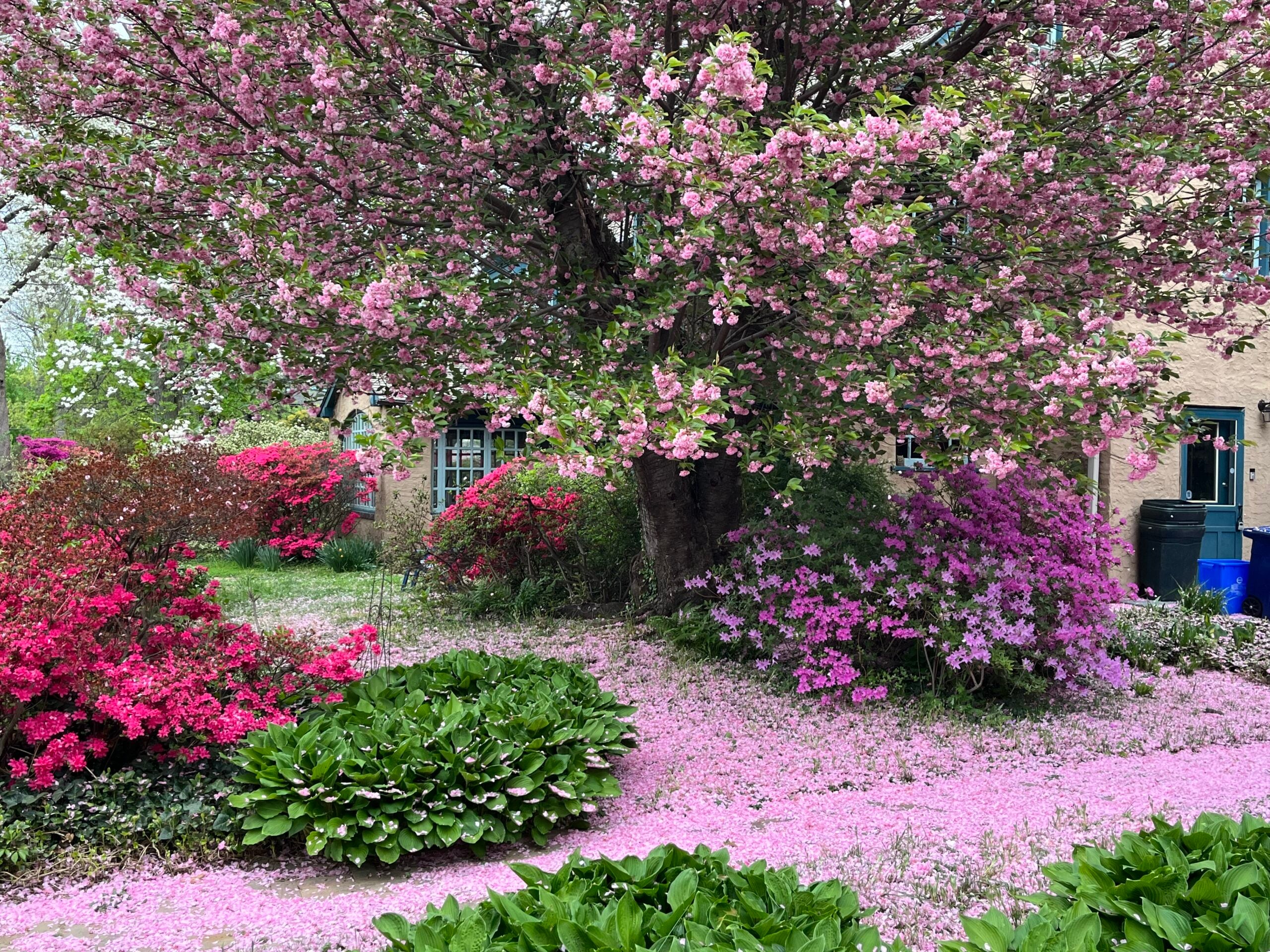 Cup of Jo reader gardens