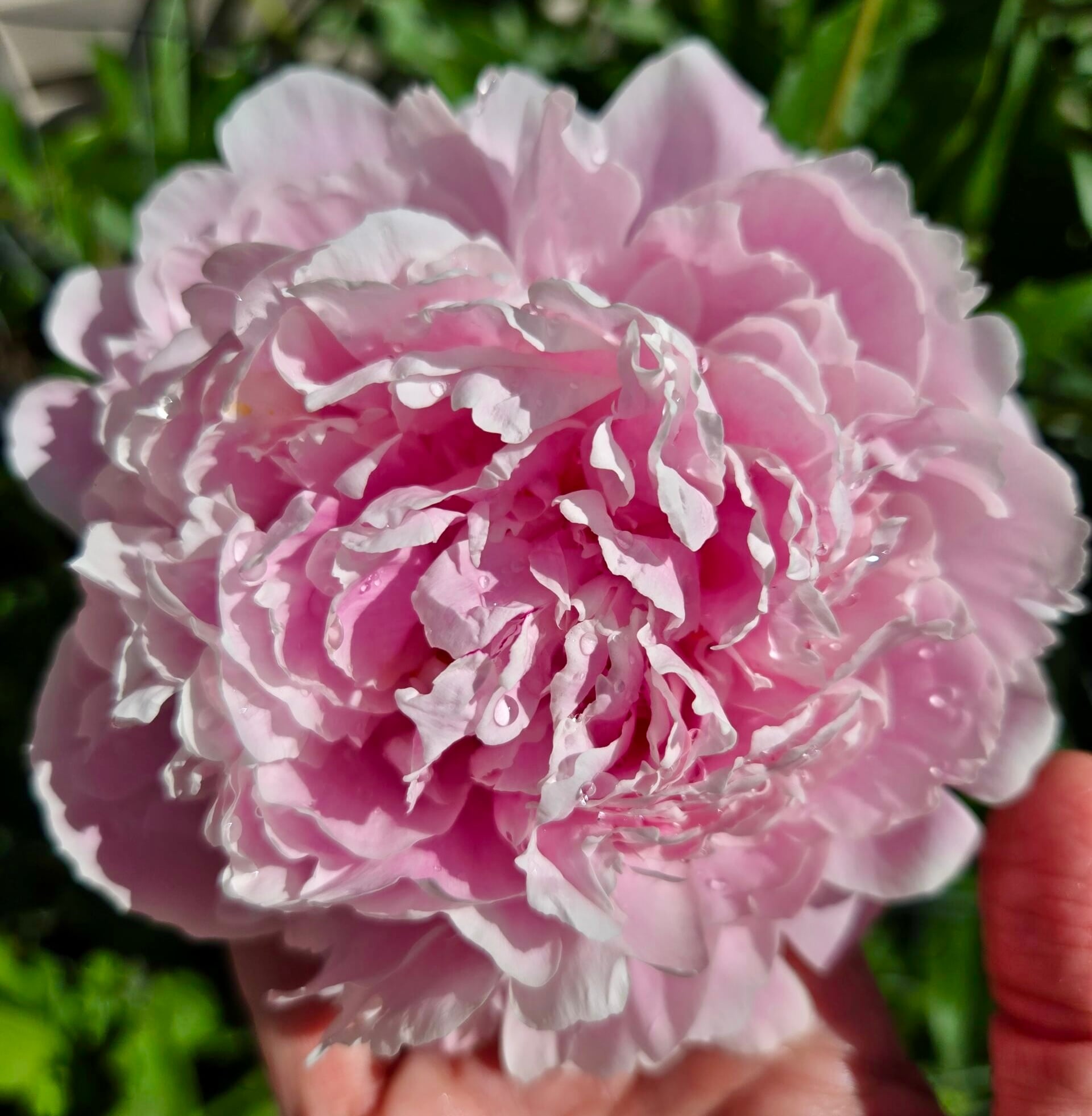 Cup of Jo reader gardens