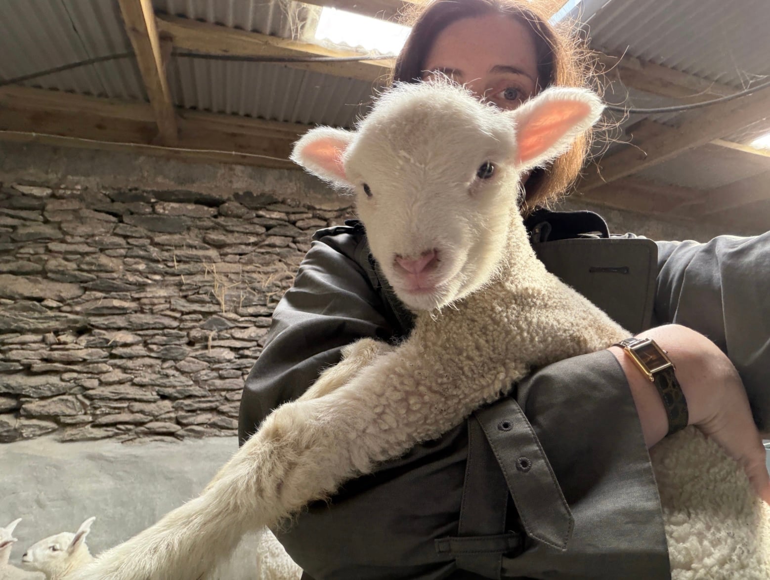 hold baby lamb dingle Ireland