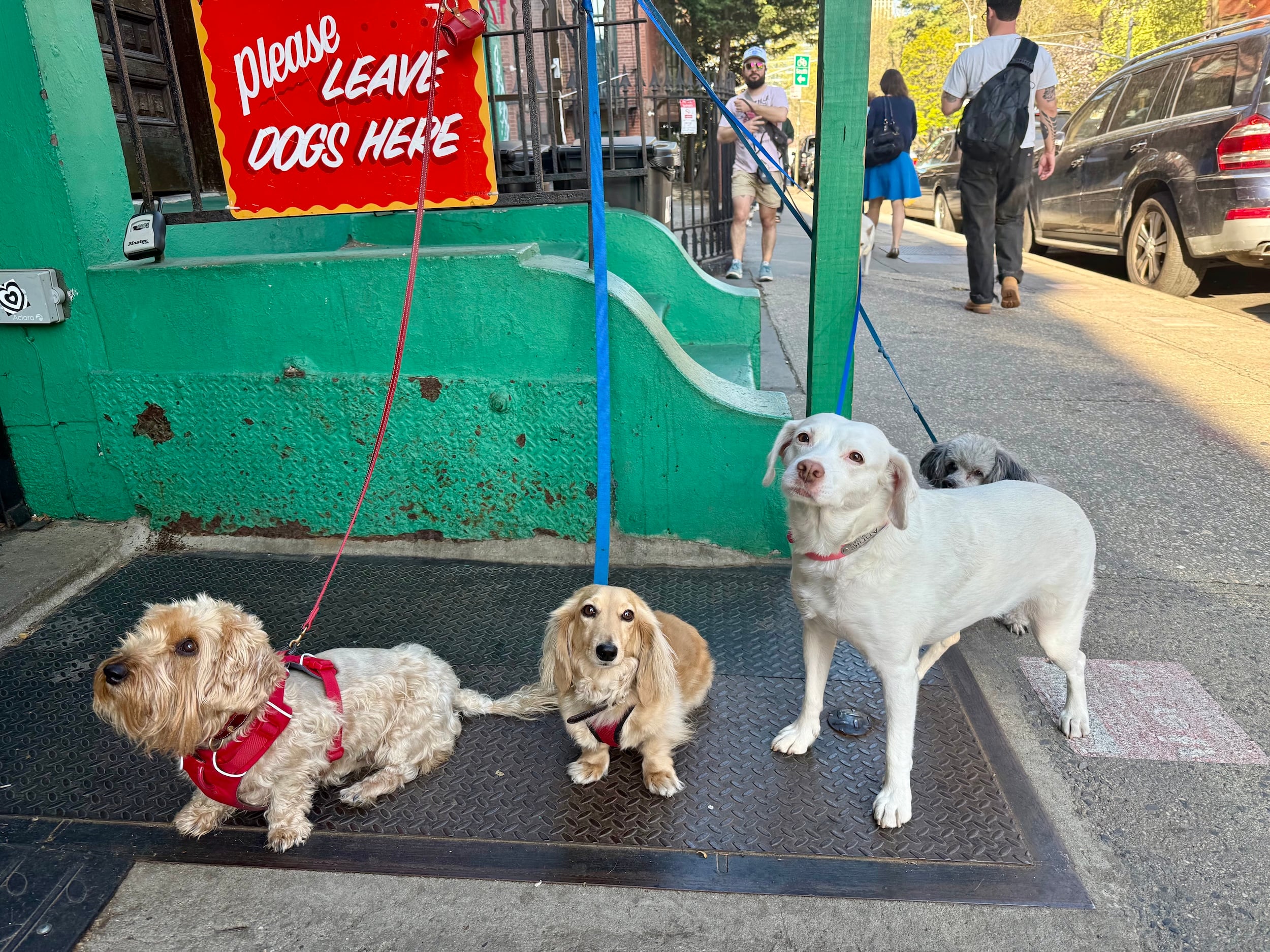 dogs outside cafe Brooklyn