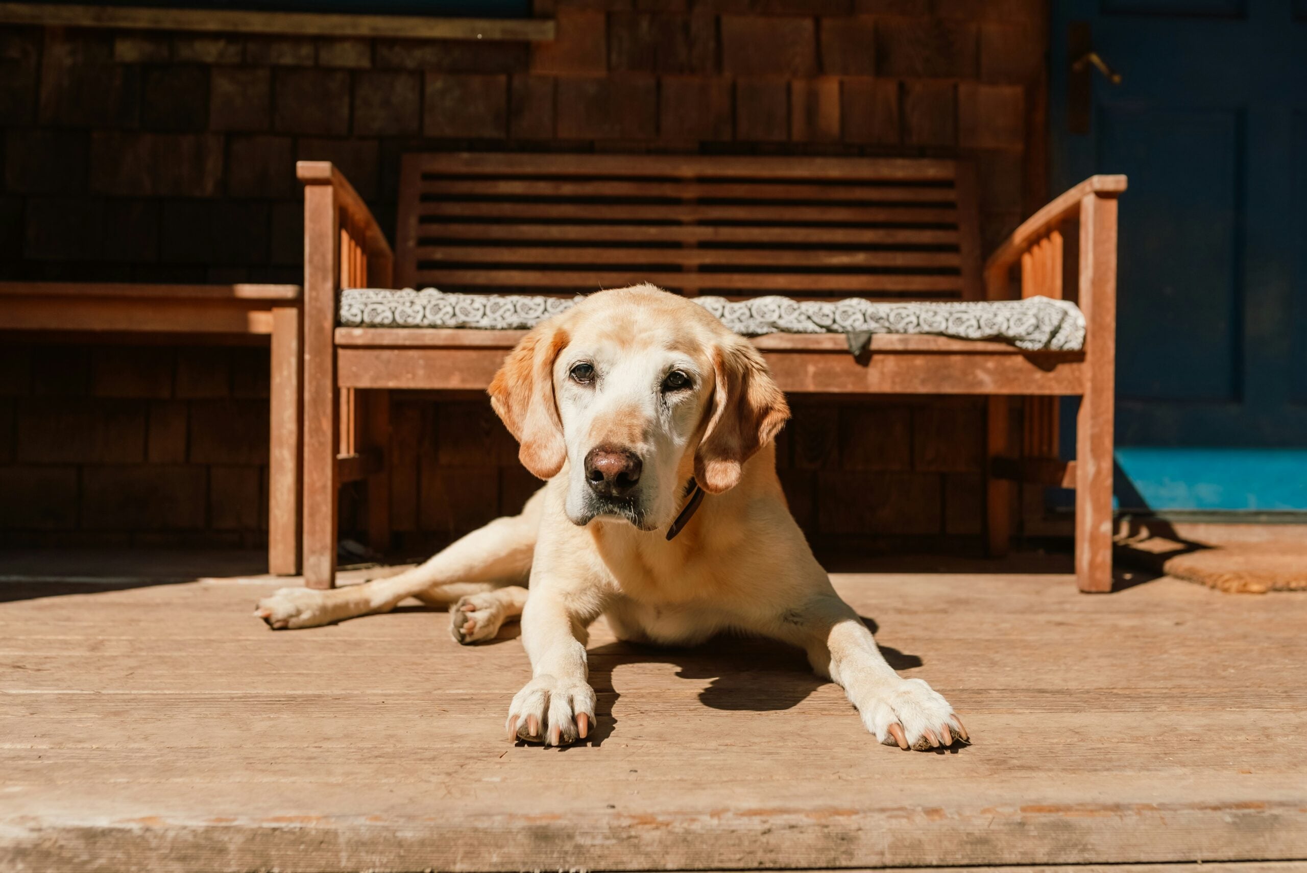 hond