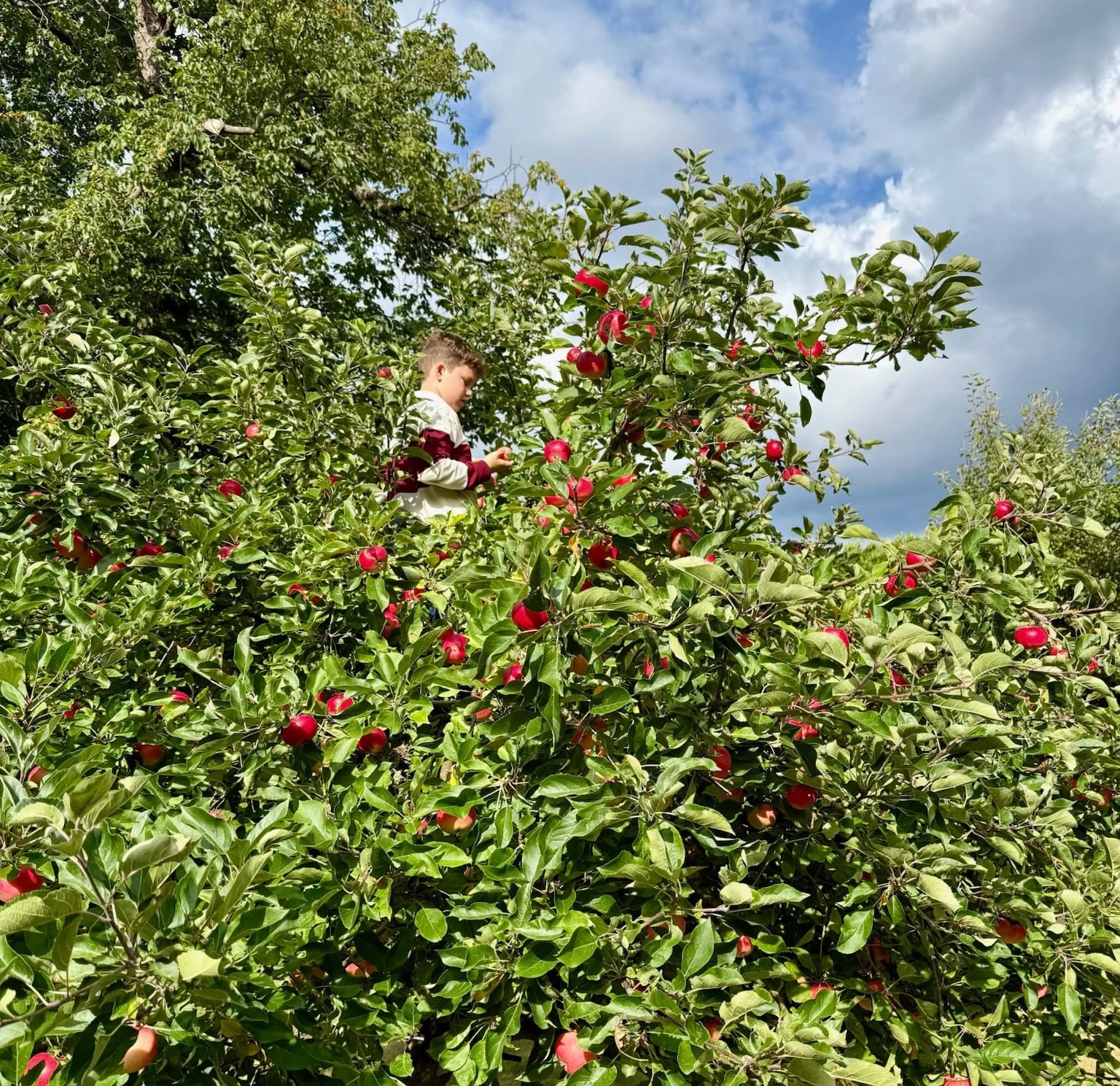 Copenhagen apple tree