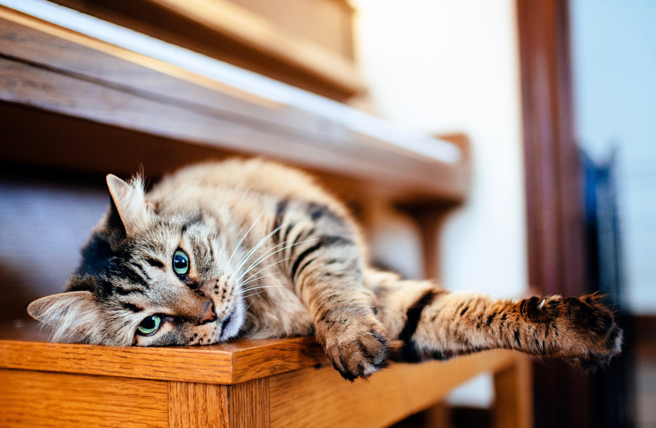 cat on a piano