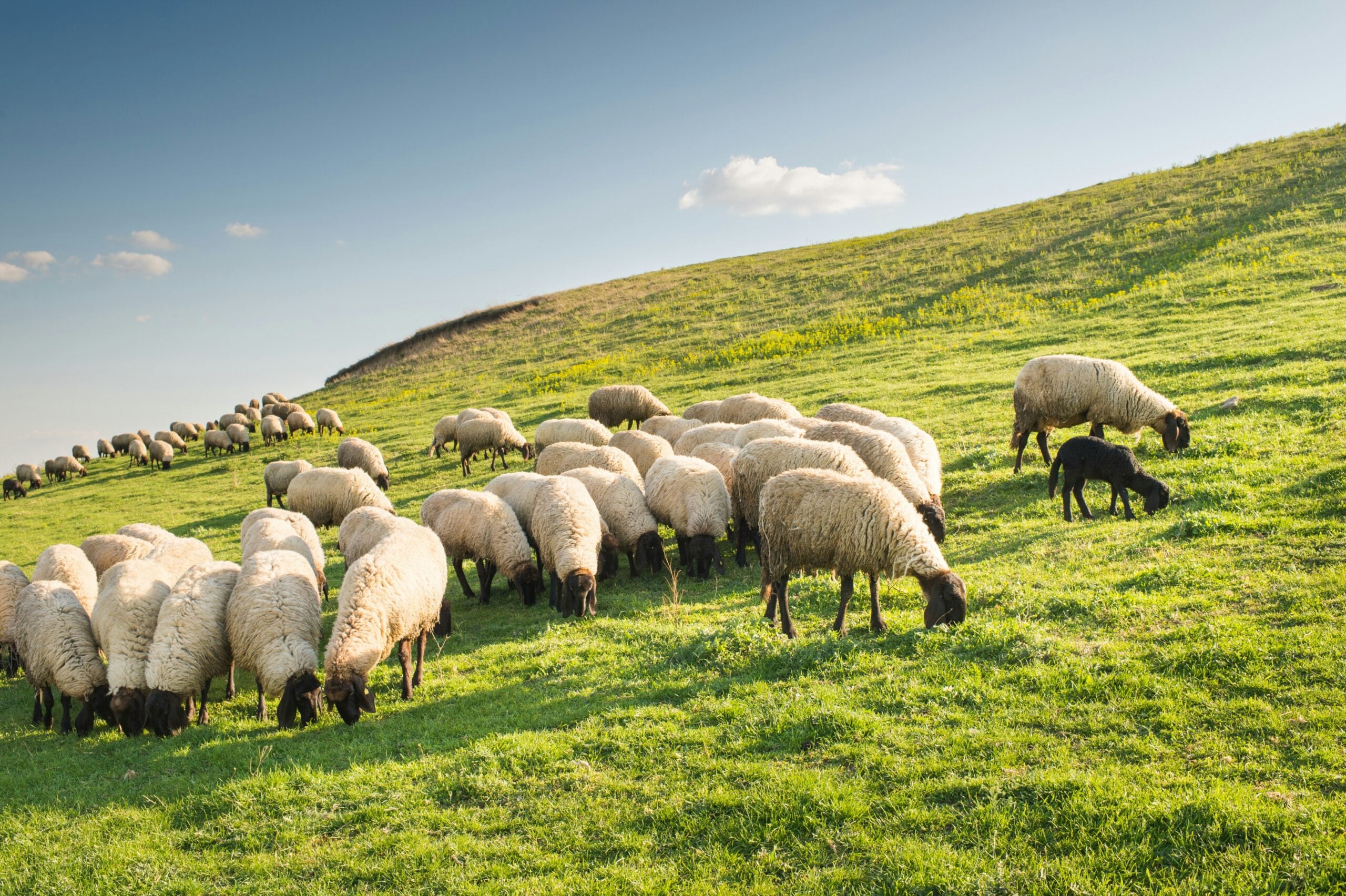 sheep