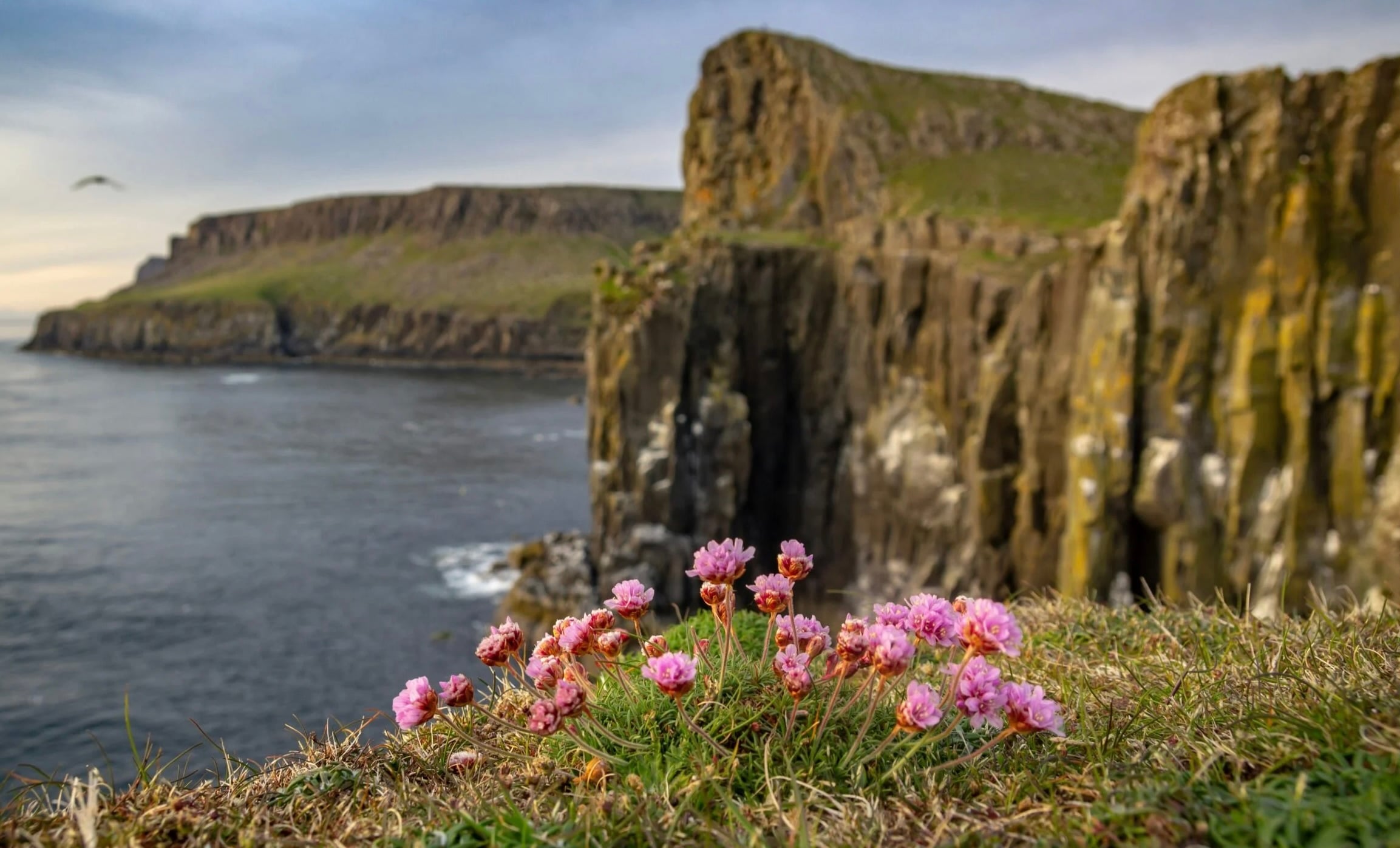 cliff with flowers